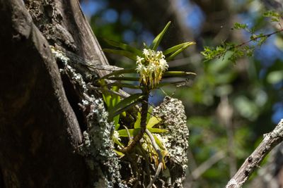 Orchid sp.