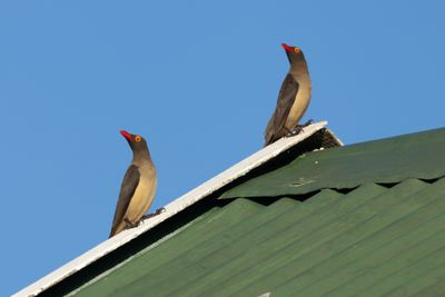 Oxpeckers