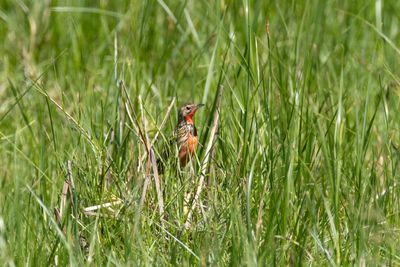 Rosy-throated Longclaw (Macronyx ameliae)
