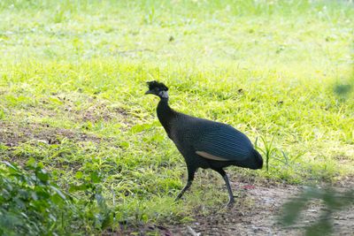 Guineafowl