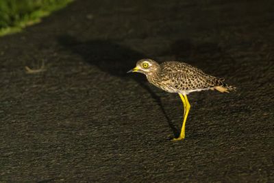 Spotted Thick-knee (Burhinus capensis)