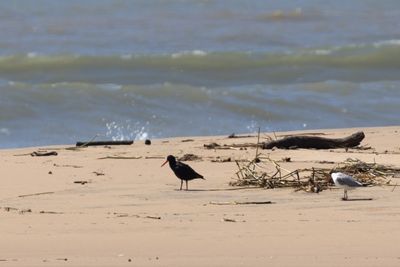 Oystercatchers