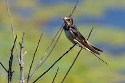 Barn Swallow (Hirundo rustica)
