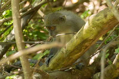 Blue Monkey (Cercopithecus mitis)