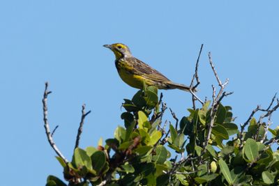 Yellow-throated Longclaw (Macronyx croceus)
