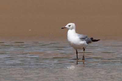 Hartlaub's Gull (Chroicocephalus hartlaubii)