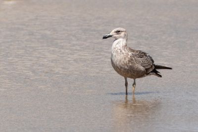 Kelp Gull (Larus dominicanus)