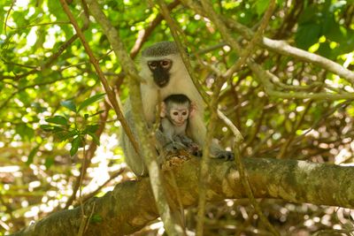 Vervet Monkey (Chlorocebus pygerythrus)
