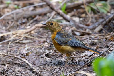 Red-capped Robin-Chat (Cossypha natalensis)