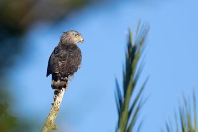 Southern Banded Snake Eagle (Circaetus fasciolatus)