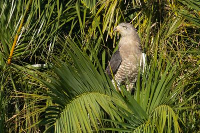 Southern Banded Snake Eagle (Circaetus fasciolatus)