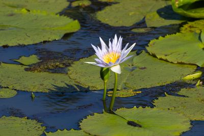 Blue Water Lily (Nymphaea nouchali)