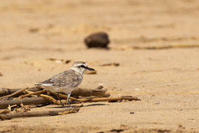 White-fronted Plover (Anarhynchus marginatus)