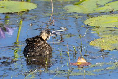 White-backed Duck (Thalassornis leuconotus)