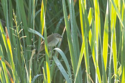 Reed Warblers & Allies