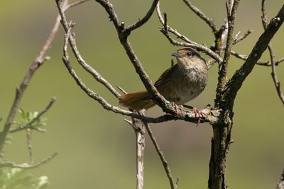 Barratt's Warbler (Bradypterus barratti)