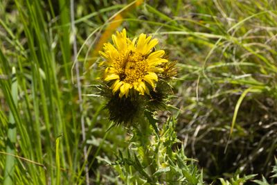 Cirsiifolia Thistle (Berkheya cirsiifolia)