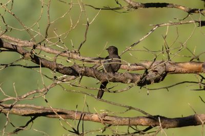 Black Cuckoo (Cuculus clamosus)