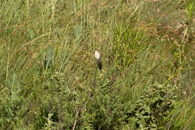 Grassbirds & Allies