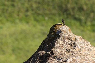 Buff-streaked Chat (Campicoloides bifasciatus)