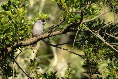Bush Blackcap (Sylvia nigricapillus)