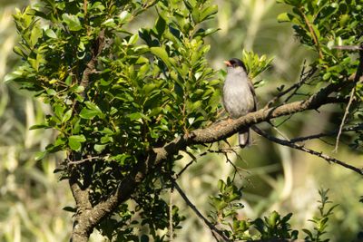 Bush Blackcap (Sylvia nigricapillus)