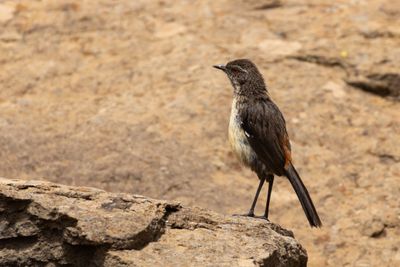 Cape Rockjumper (Chaetops frenatus)