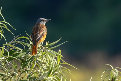 Cape Rock Thrush (Monticola rupestris)