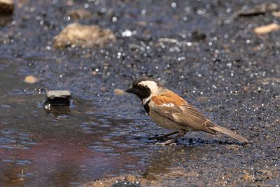 Cape Sparrow (Passer melanurus)