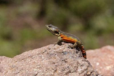 Drakensberg Crag Lizard (Pseudocordylus subviridis)