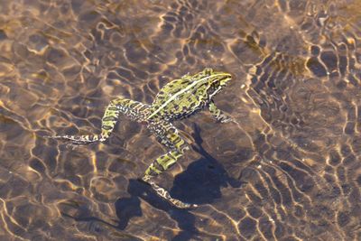 Drakensberg River Frog (Amietia delalandii)