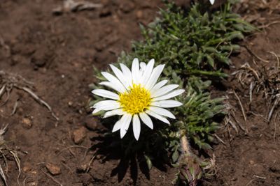 Hirpicium armerioides