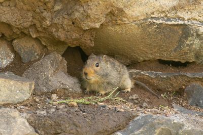 Sloggett's Vlei Rat (Myotomys sloggetti)