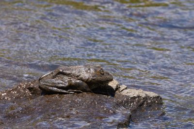 Maluti River Frog (Amietia vertebralis)
