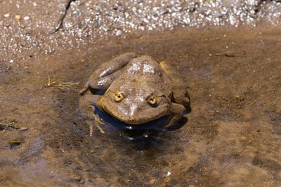 Maluti River Frog (Amietia vertebralis)