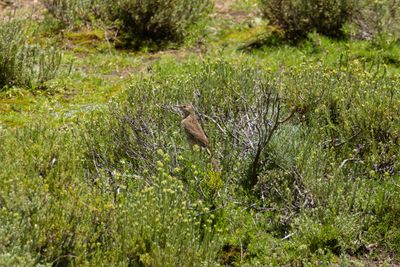 Mountain Pipit (Anthus hoeschi)