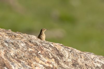 Nicholson's Pipit (Anthus nicholsoni)