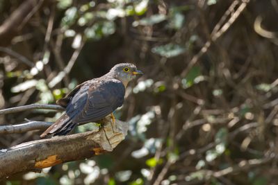 Red-chested Cuckoo (Cuculus solitarius)