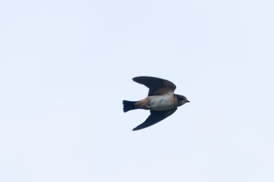 Martins & Swallows