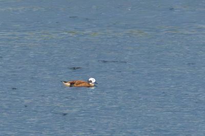 Ducks, Geese & Swans