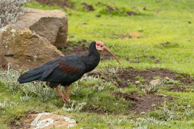 Southern Bald Ibis (Geronticus calvus)