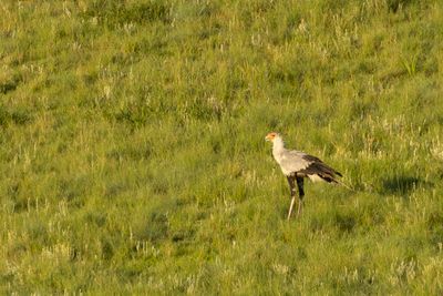 Secretarybirds