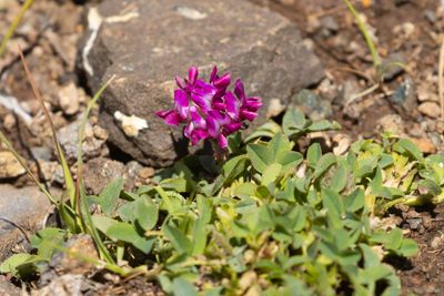 Wild Clover (Trifolium burchellianum)