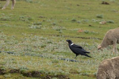 White-necked Raven (Corvus albicollis)