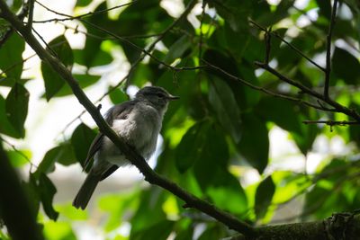 Old World Flycatchers