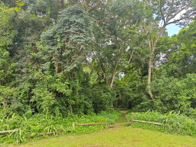 Dlinza Forest