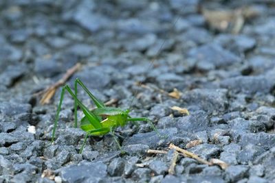 Cricket sp.
