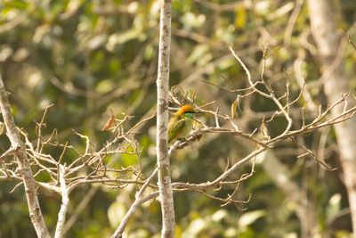 Asian Green Bee-eater (Merops orientalis)
