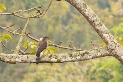 Crested Goshawk (Lophospiza trivirgata)