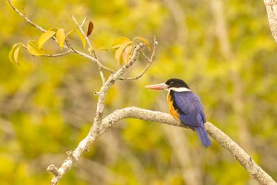 Black-capped Kingfisher (Halcyon pileata)